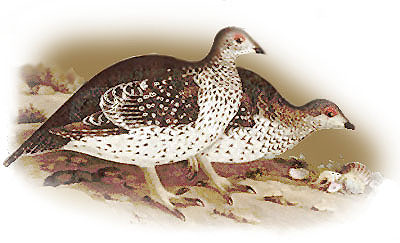 grouse